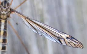 Attēlu rezultāti vaicājumam “Tipulidae female”