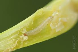 Attēlu rezultāti vaicājumam “Acrolepiopsis assectella”