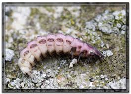 Attēlu rezultāti vaicājumam “Phosphaenus hemipterus”