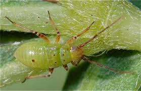 Attēlu rezultāti vaicājumam “Lygus nymph”