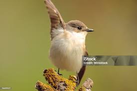 Attēlu rezultāti vaicājumam “Ficedula hypoleuca”