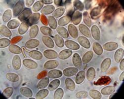 Attēlu rezultāti vaicājumam “Ciboria amentacea”