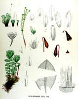 Attēlu rezultāti vaicājumam “Bryum pallens”