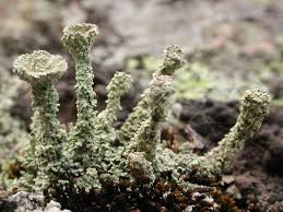 Attēlu rezultāti vaicājumam “Cladonia coccifera”