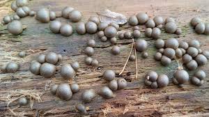 Attēlu rezultāti vaicājumam “Arcyria, Heterotrichia sp.”