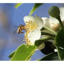 Attēlu rezultāti vaicājumam “Cabera pusaria female”