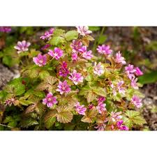 Attēlu rezultāti vaicājumam “Rubus arcticus flower”