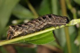 Attēlu rezultāti vaicājumam “Axylia putris”