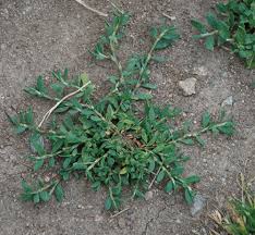 Attēlu rezultāti vaicājumam “Polygonum aviculare”