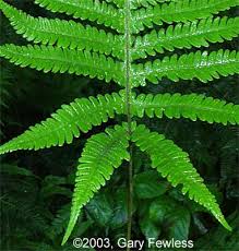 Attēlu rezultāti vaicājumam “Phegopteris connectilis”