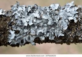 Attēlu rezultāti vaicājumam “Parmelia sulcata”