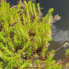 Attēlu rezultāti vaicājumam “Haloragaceae”