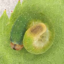 Attēlu rezultāti vaicājumam “Allantus cinctus”