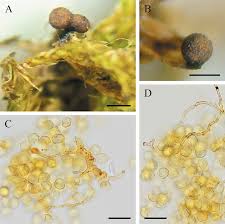 Attēlu rezultāti vaicājumam “Gulielmina vermicularis macro”