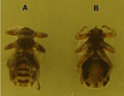 Attēlu rezultāti vaicājumam “Lipoptena cervi”