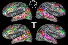 Image result for map of the brain