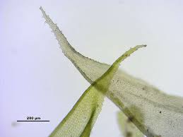 Attēlu rezultāti vaicājumam “Sciuro-hypnum reflexum”