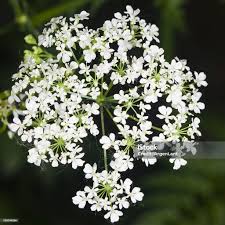 Attēlu rezultāti vaicājumam “Anthriscus sylvestris flower”