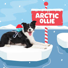 Image result for Tyddewi Octopush Club