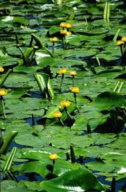 Attēlu rezultāti vaicājumam “Nuphar lutea leaf”