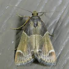 Attēlu rezultāti vaicājumam “Pyralis farinalis”