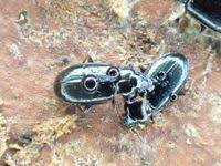 Attēlu rezultāti vaicājumam “Tachyta nana”