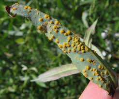 Attēlu rezultāti vaicājumam “Melampsora epitea”