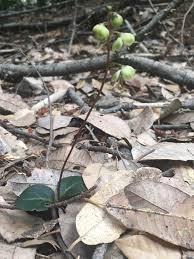 Attēlu rezultāti vaicājumam “Pyrola chlorantha leaf”