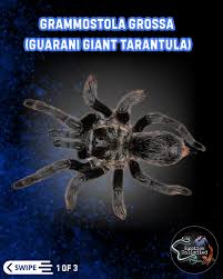 Znalezione obrazy dla zapytania Grammostola grossa