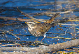 Image result for Turdus eunomus