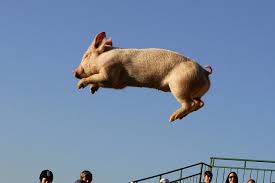 Image result for flying pigs
