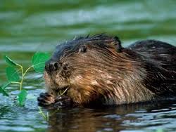 Attēlu rezultāti vaicājumam “Castor fiber”