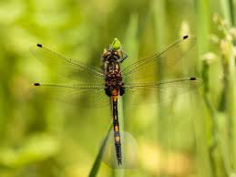 Attēlu rezultāti vaicājumam “Leucorrhinia dubia”