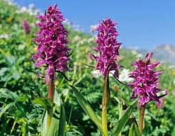 Attēlu rezultāti vaicājumam “Dactylorhiza russowii flower”