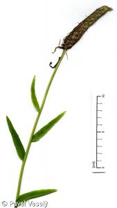 Attēlu rezultāti vaicājumam “Phyteuma spicatum fruit”