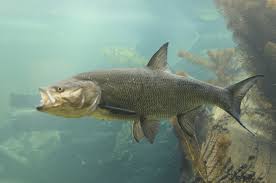 Image result for Aspius aspius