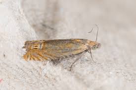 Attēlu rezultāti vaicājumam “Lathronympha strigana”