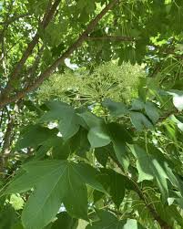 Attēlu rezultāti vaicājumam “Kalopanax septemlobus”