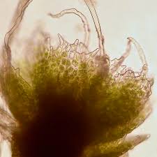 Attēlu rezultāti vaicājumam “Cephaloziella elachista macro”