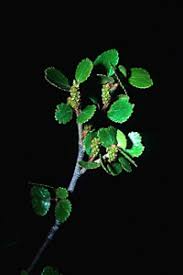 Attēlu rezultāti vaicājumam “Betula nana female flower”