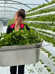 Image result for Brunnenkresse