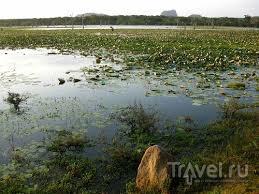 Image result for Яла заповедник