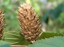 Attēlu rezultāti vaicājumam “Betula humilis fruit”