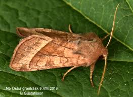 Attēlu rezultāti vaicājumam “Hydraecia micacea”