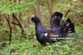 Attēlu rezultāti vaicājumam “Tetrao urogallus male”