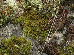 Attēlu rezultāti vaicājumam “Racomitrium heterostichum”