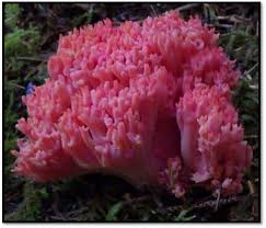 Attēlu rezultāti vaicājumam “Ramaria formosa”