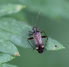 Attēlu rezultāti vaicājumam “Closterotomus biclavatus nymph”