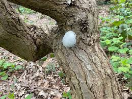 Attēlu rezultāti vaicājumam “Lycogala exiguum aggr. young”