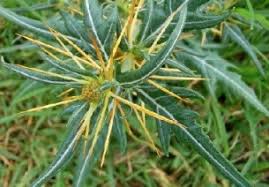 Attēlu rezultāti vaicājumam “Physarum xanthinum”